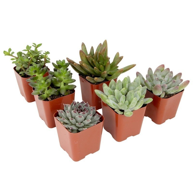 Multicolor Succulent Pack of 6 Live Indoor Plants Easy Care Home Decor New