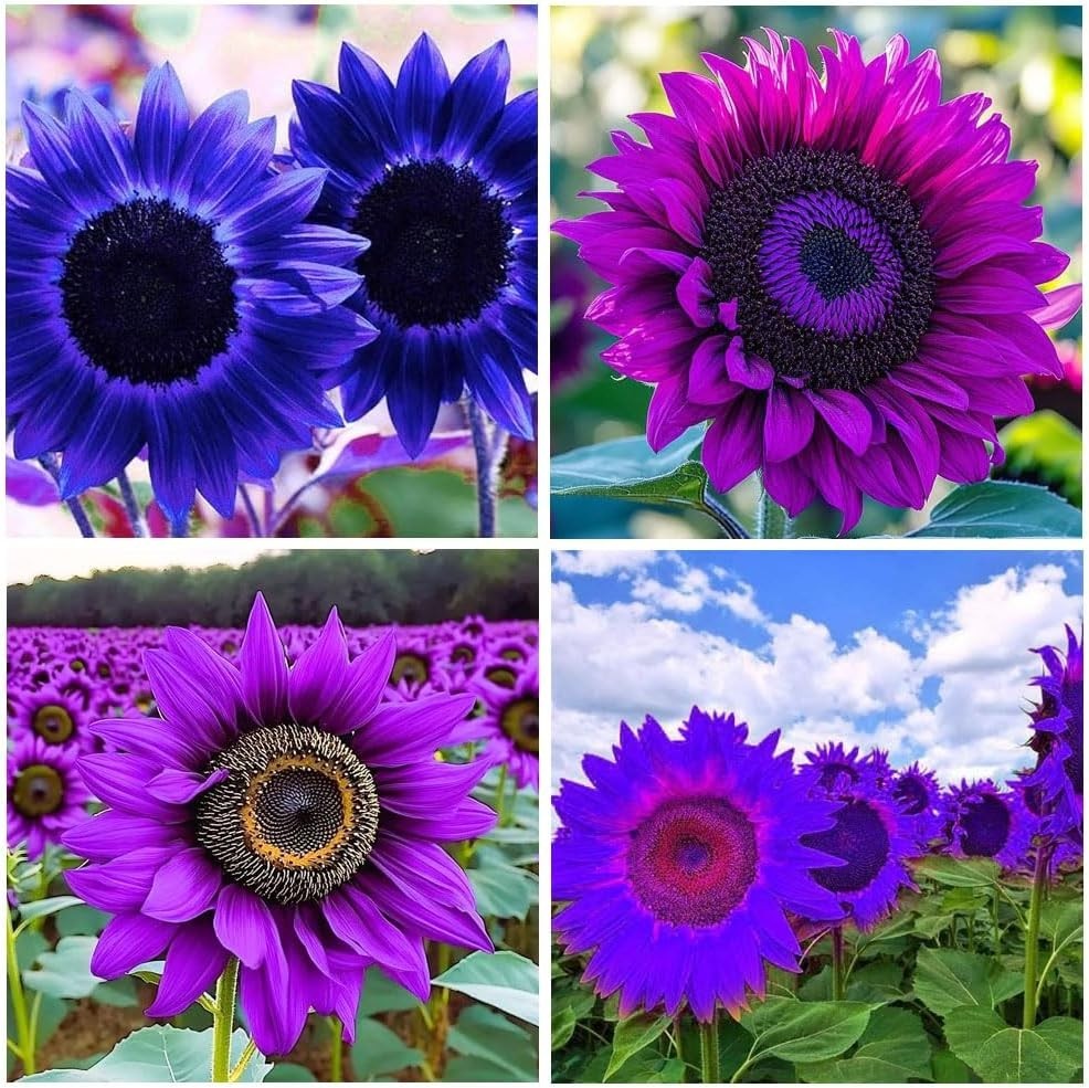 100+ Sunflower Seeds for Planting-Heirloom in Home Outdoor Garden