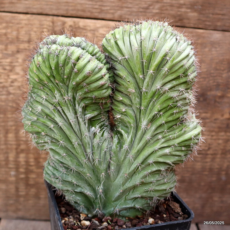 D4371 POLASKIA CHICHIPE CRESTED pot10-H18-W15 cm MaMa Cactus