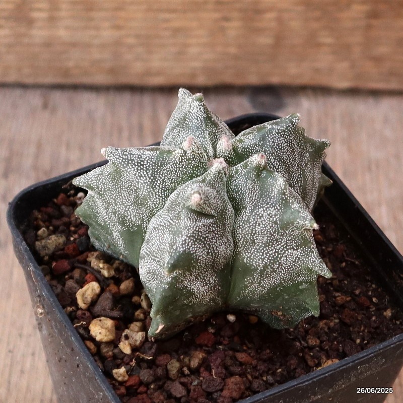 D4872 ASTROPHYTUM MYRIOSTIGMA KIKKO pot8-H5-W7 cm MaMa Cactus
