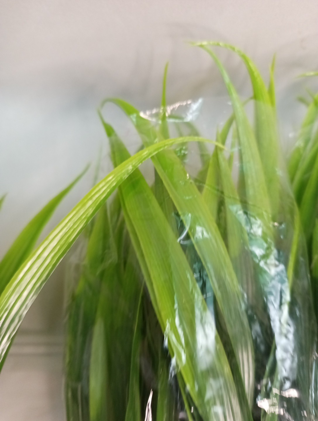 Artificial 8 PCs Green Grass 15.5″ Tall Plastic Greenery New Open Box