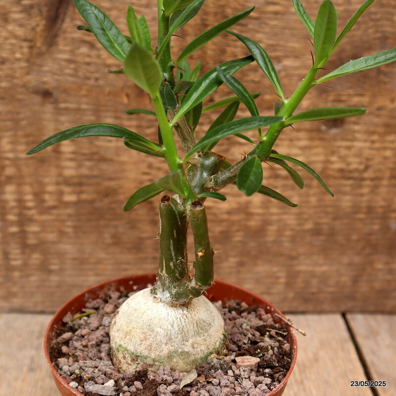 D4341 PACHYPODIUM BISPINOSUM pot10,5-H15-W7 cm MaMa Cactus
