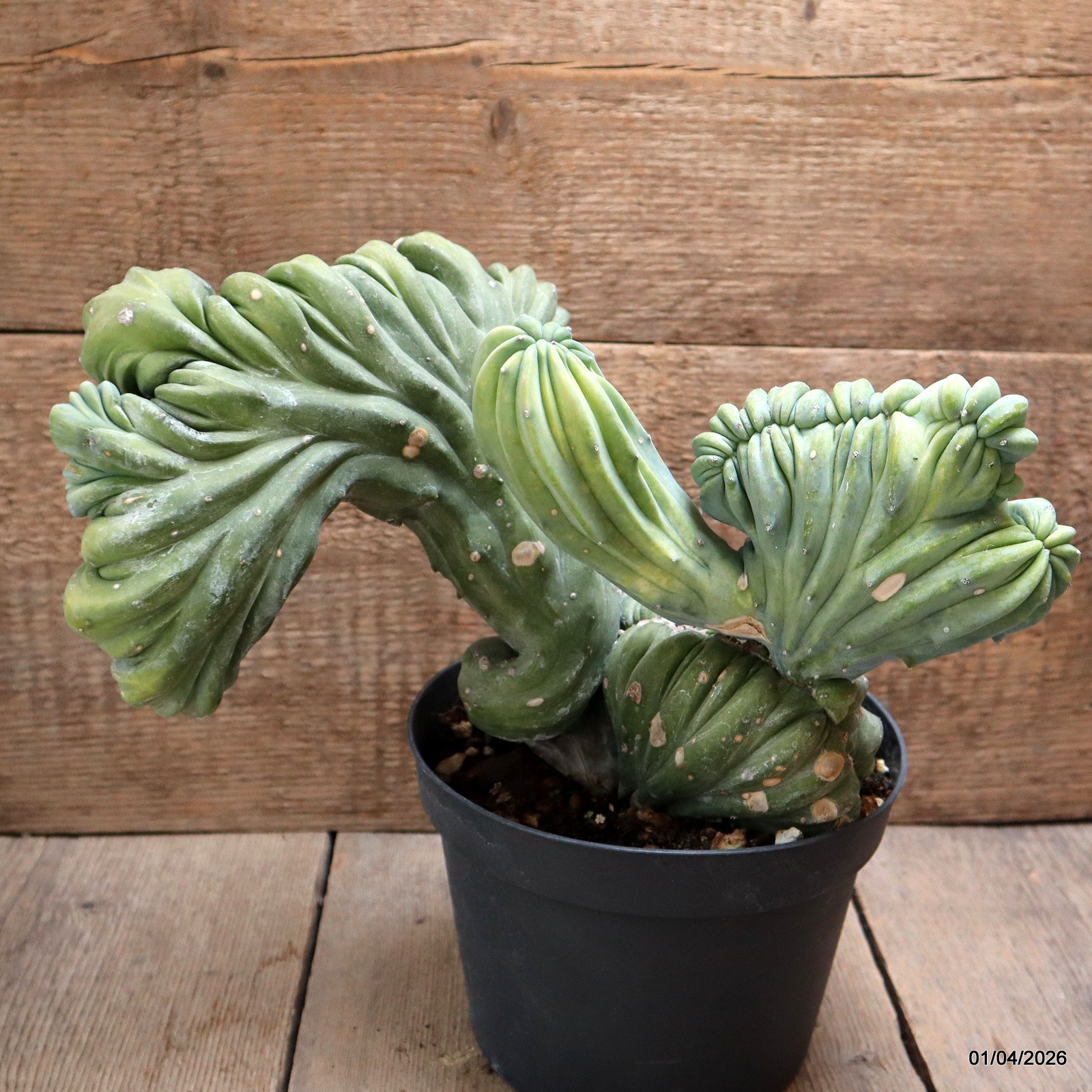 D8193 MYRTILLOCACTUS GEOMETRIZANS CRESTED pot18-H21-W33 cm MaMa Cactus