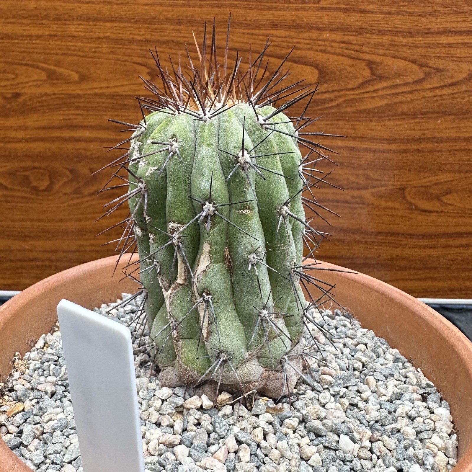 Copiapoa Haseltoniana ssp. GIGANTEA own roots US SELLER WYSIWYG