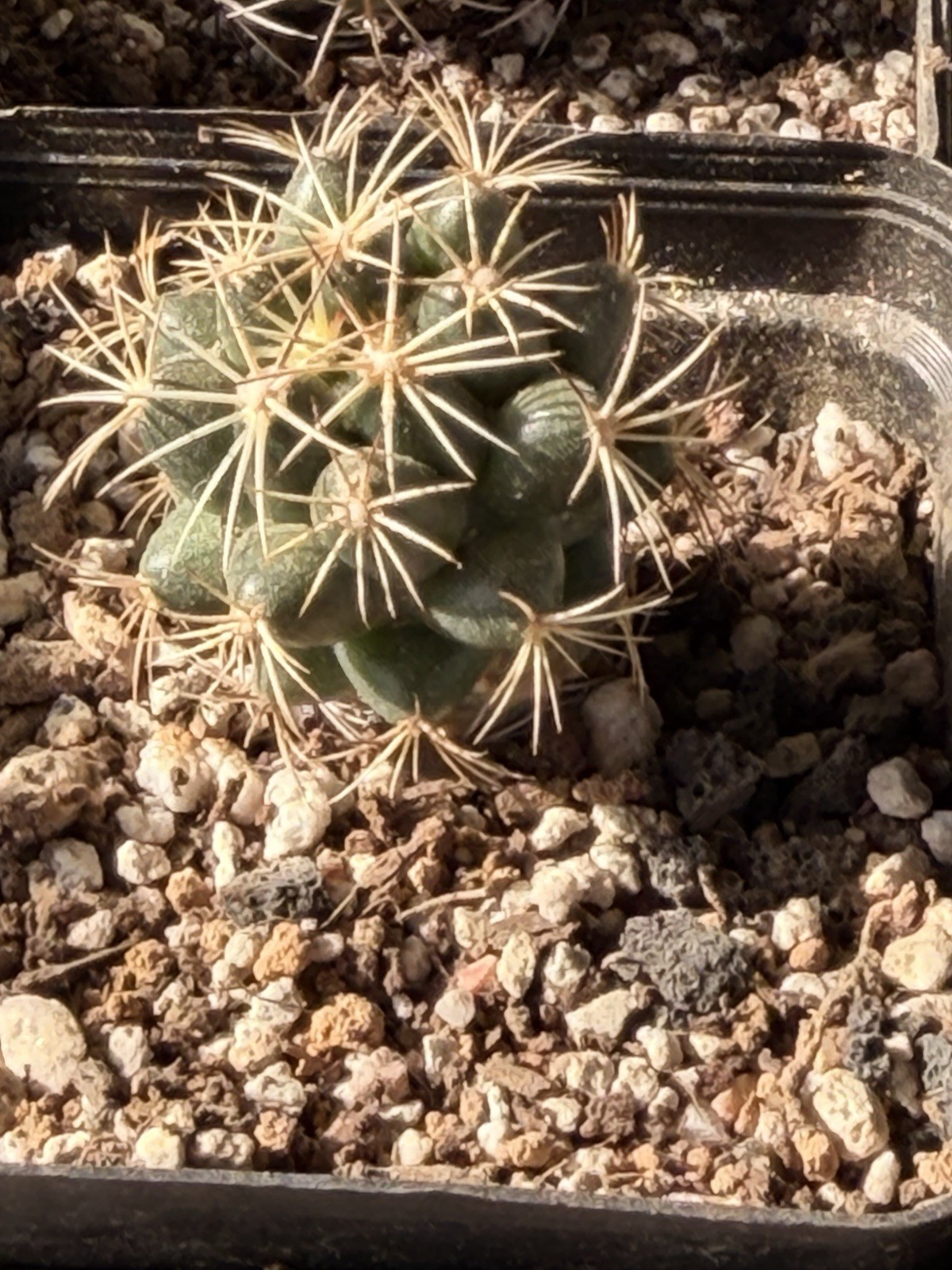CORYPHANTHA MAIZ-TABLASENSIS