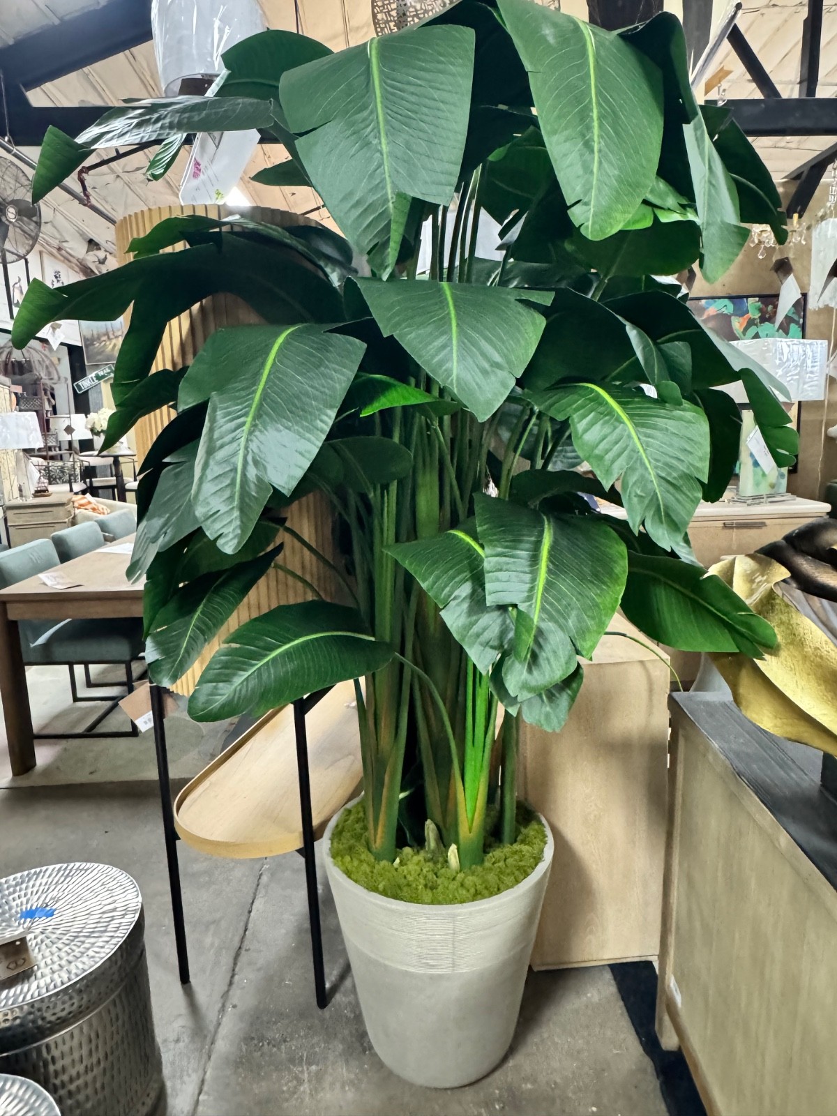 Winward Home Banana Palm in Planter 84″