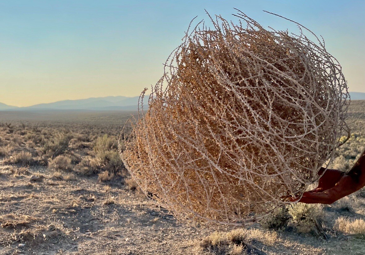 Tumbleweeds ! BEST and FULL LARGE Size! 16”-19” Natural Western Decor Nevada USA