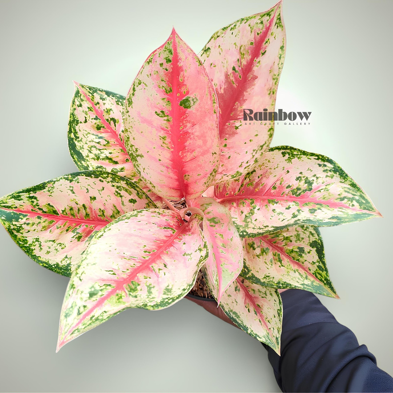 Aglaonema Sweet Dream Beatiful Ornamental Plant