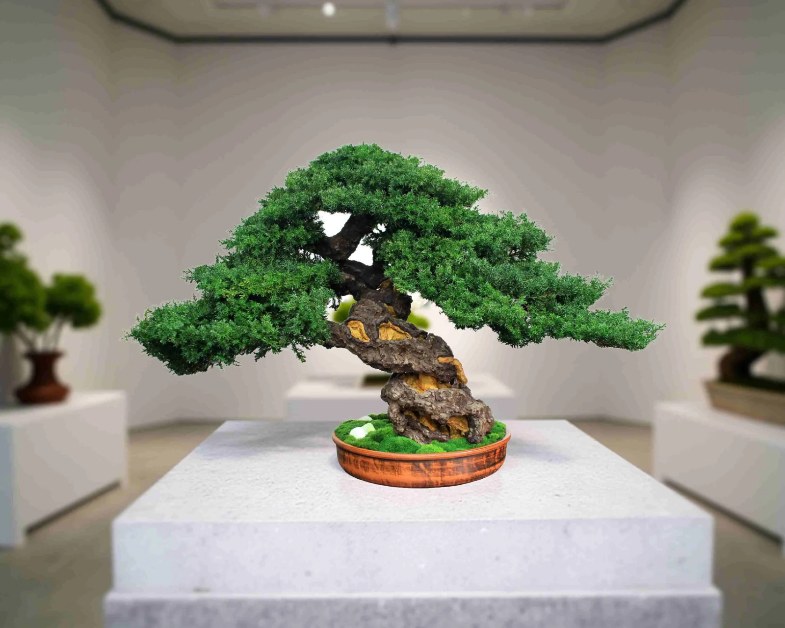 Luxury Preserved Bonsai Tree – Handmade Juniper Zen Sculpture. 49 cm / 19.29″