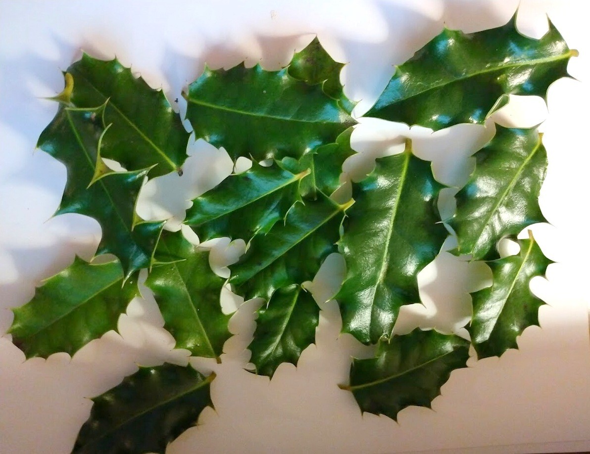 Fresh Organic Holly Leaves (15) – Crafting Potpourri Incense Wedding Holiday