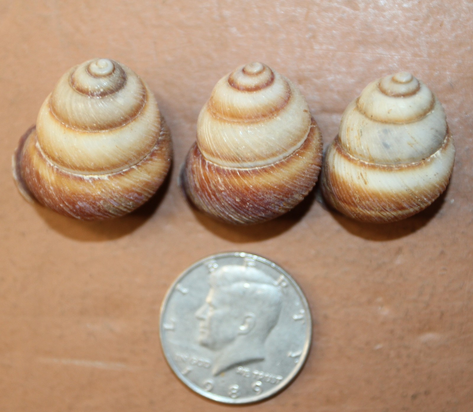 25-BROWN LAND SNAILS,Resin Crafts,Wreath Supply,mosaic supply,gifts SS-588