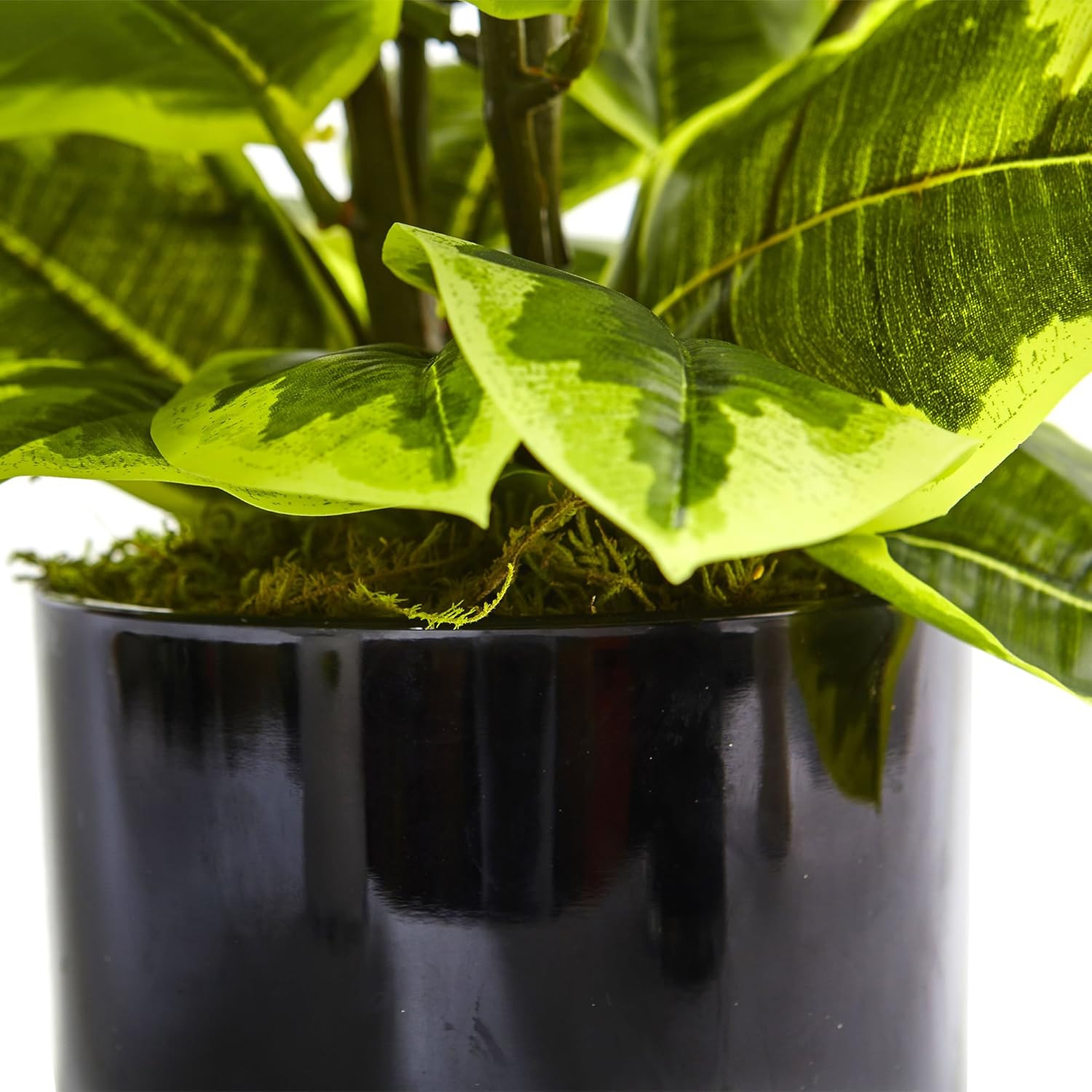 Real Touch Artificial Rubber Plant in Stylish Glossy Cylinder Pot