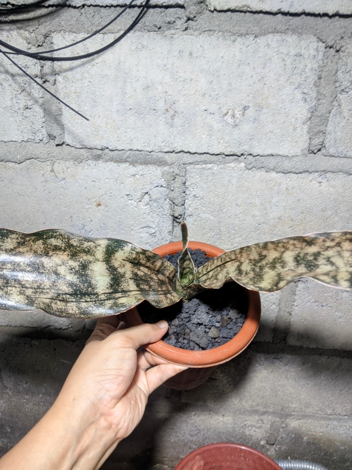 Sanseivieria Brown Kirki Real Picture