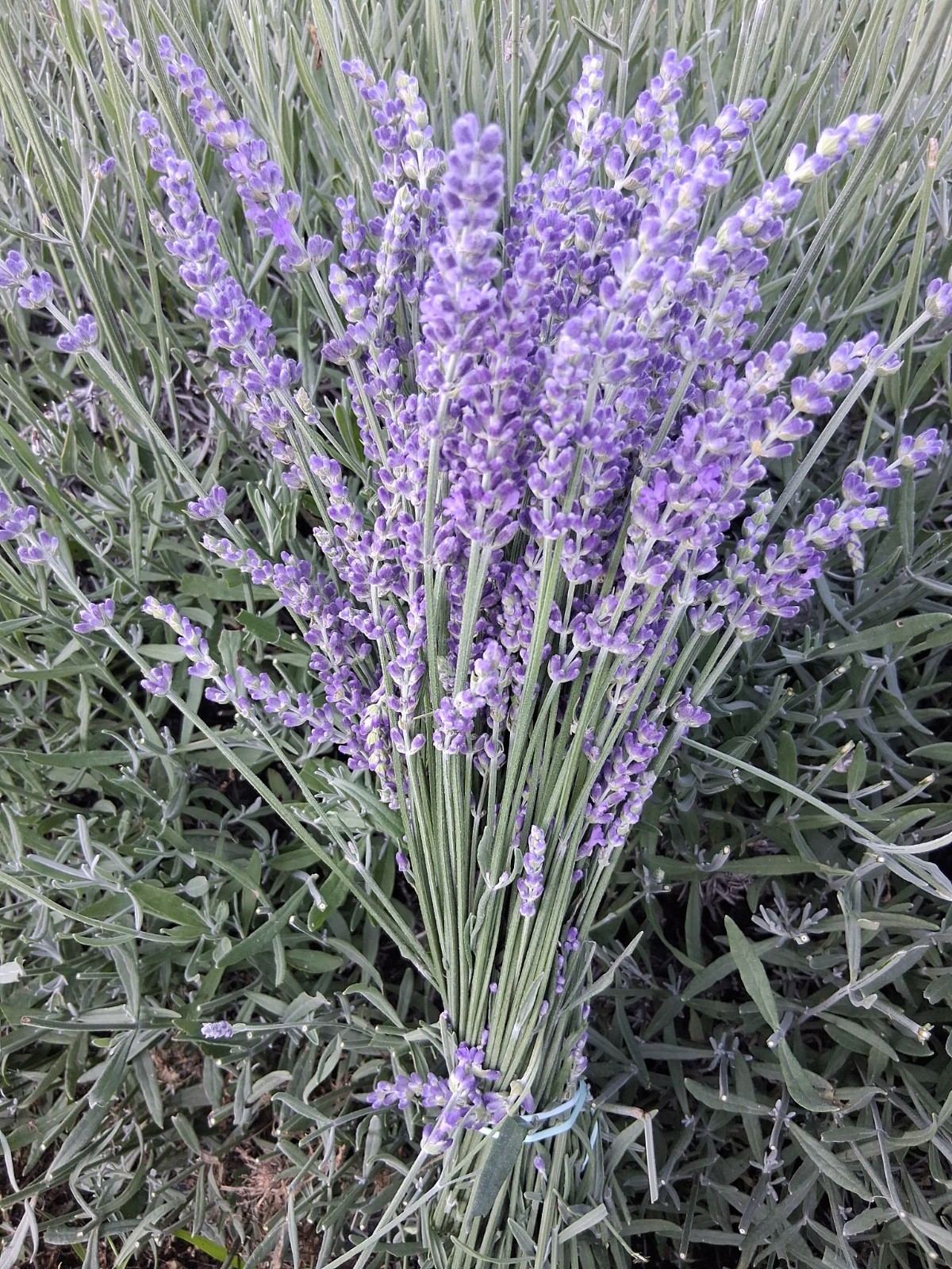 lavender bouquet