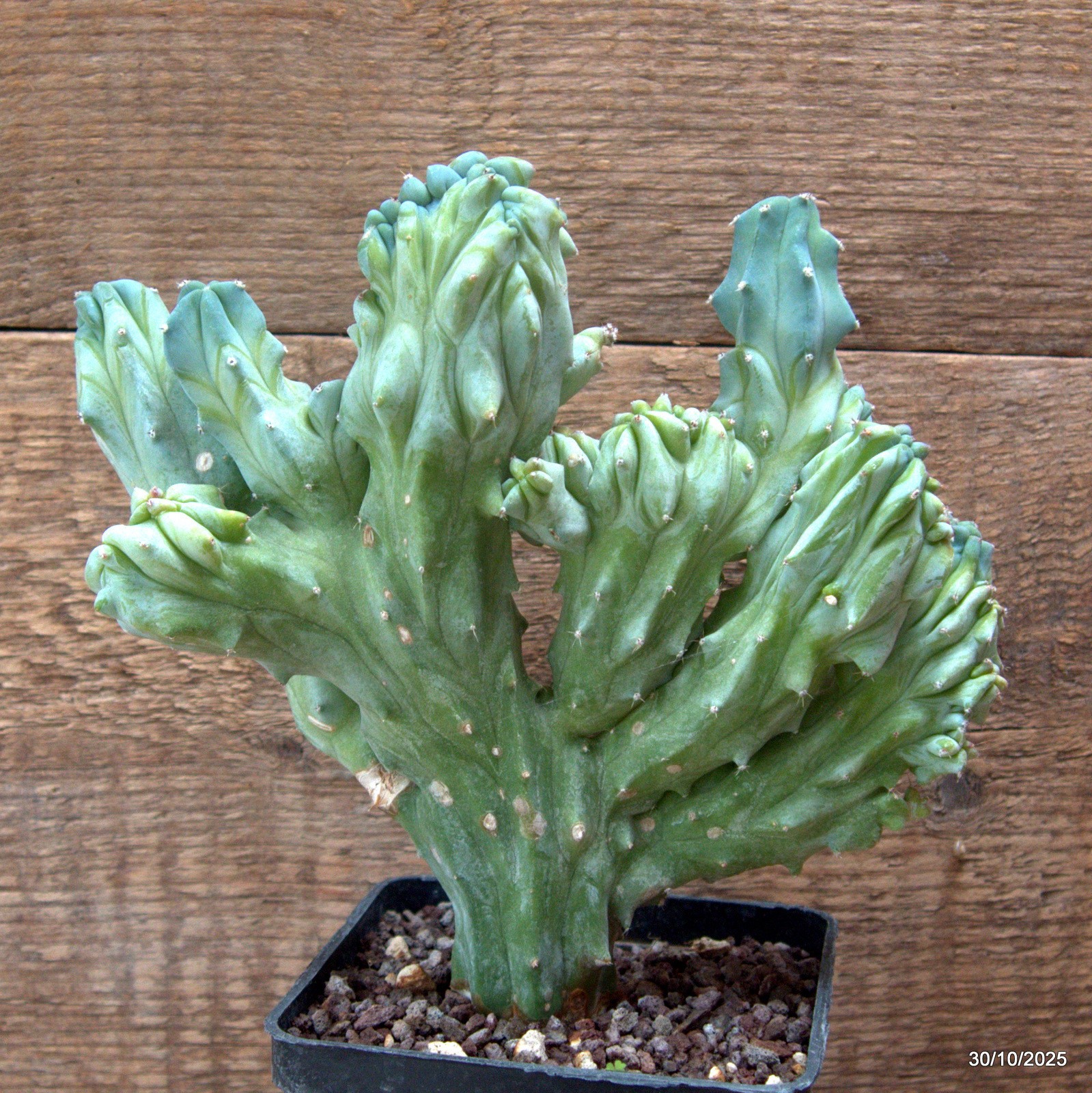 D7235 MYRTILLOCACTUS GEOMETRIZANS CRESTED pot10-H20-W19 cm MaMa Cactus