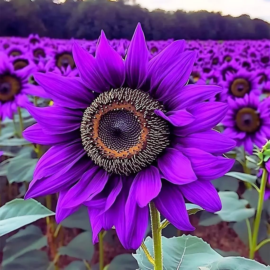 100+ Sunflower Seeds for Planting-Heirloom in Home Outdoor Garden