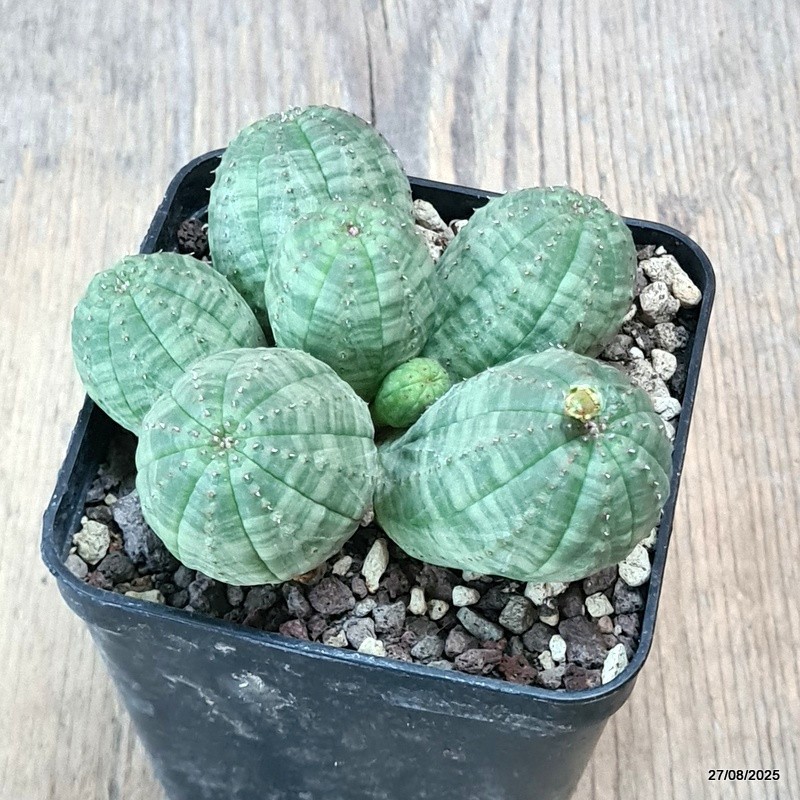 D6191 EUPHORBIA OBESA MULTIHEADS pot8-H5-W9 cm MaMa Cactus