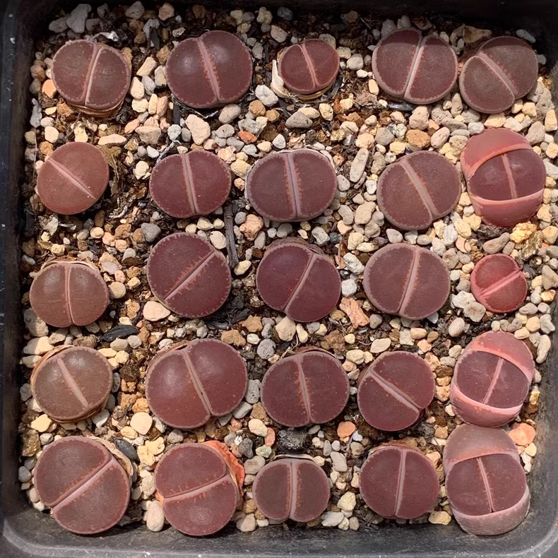 3pcs Lithops aucampiae “KO” All are full windows