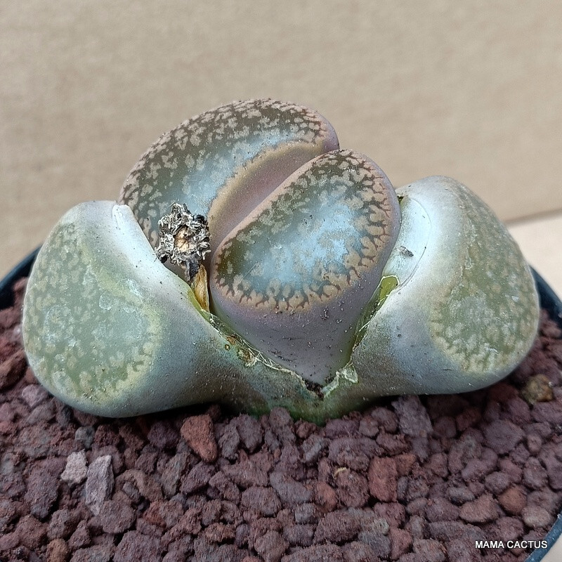 A6161 LITHOPS AUCAMPIAE pot 10 cm H 5 cm W 8 cm MaMa Cactus