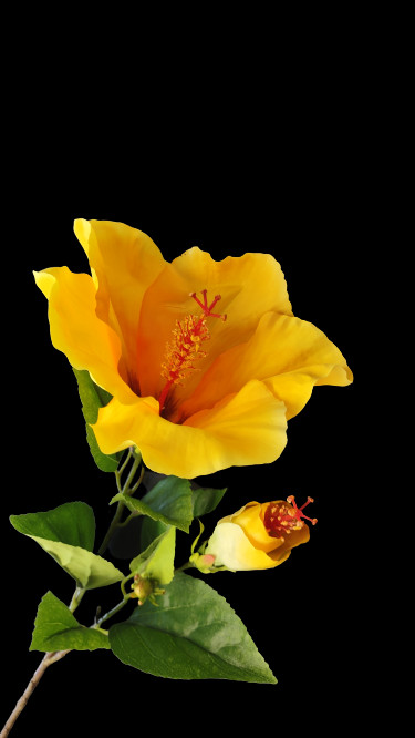 Large Yellow Gold Hibiscus stem silk flowers