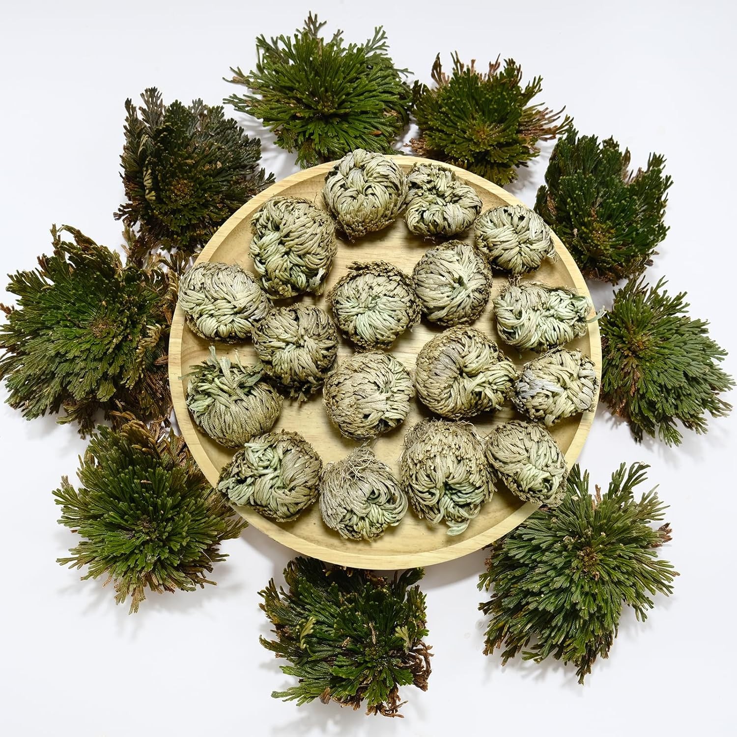 11 Pack Rose of Jericho Resurrection Plants, 1–2 Inch Rosa de Jerico Original,