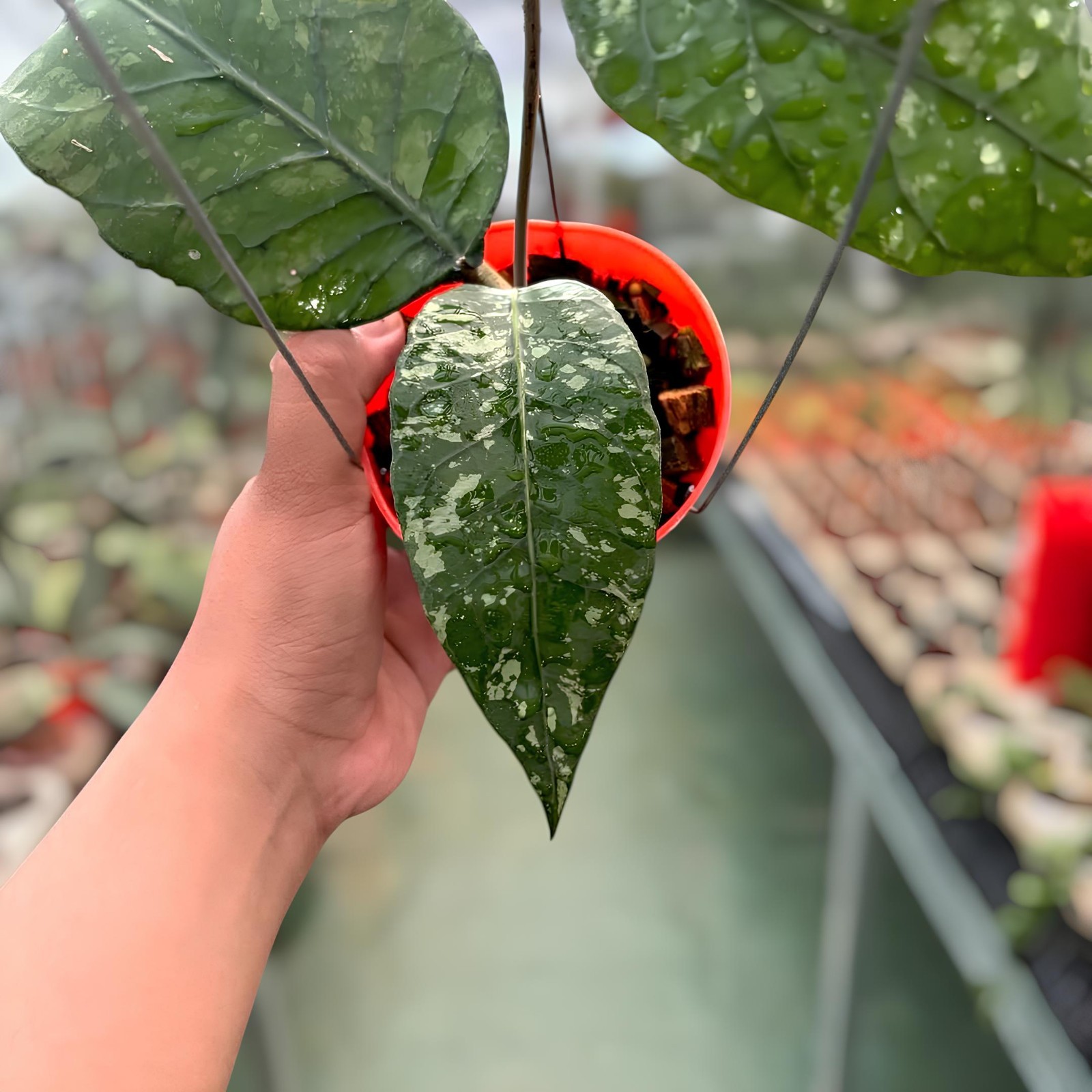 Hoya Sp Aceh Mapu Splash Jungle Plant