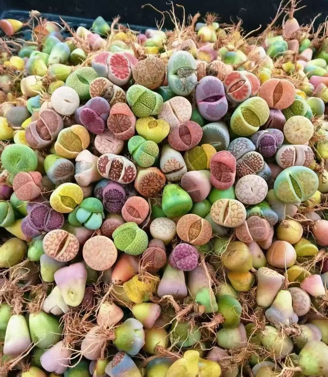 10,000Seeds Mix Lithops harvested in 2026 many varieties
