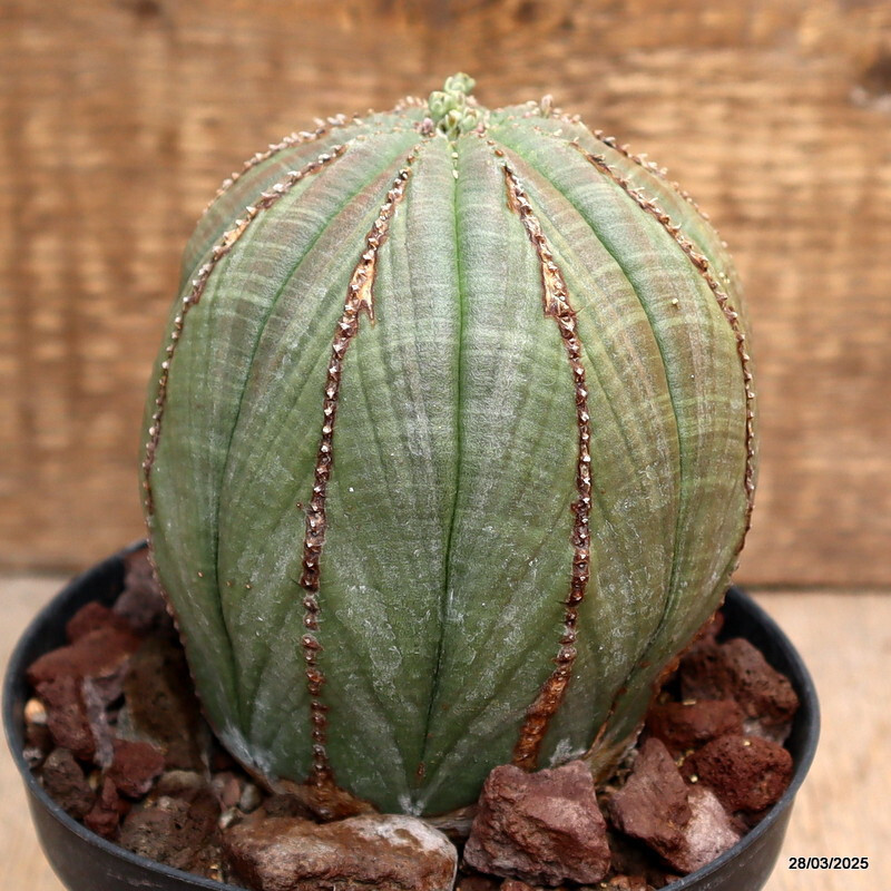 D2585 EUPHORBIA OBESA ARROW pot12-H11-W10 cm MaMa Cactus