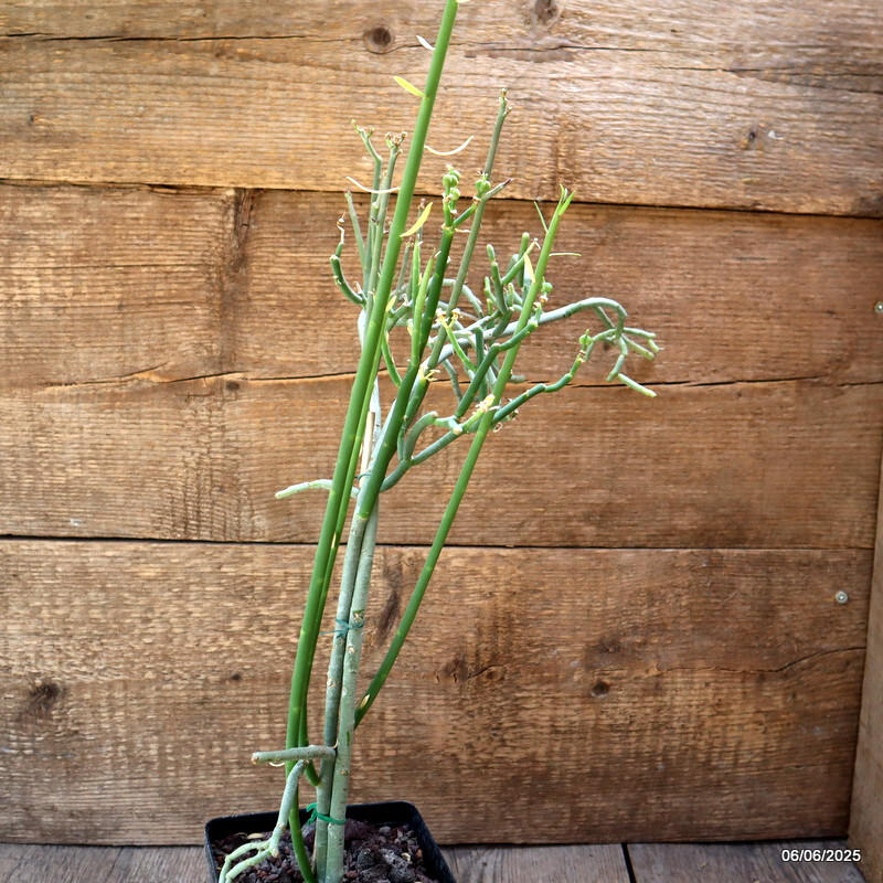 D4502 EUPHORBIA SCHIMPERI pot12-H54-W36 cm MaMa Cactus