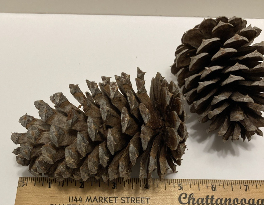 Pine Cones – 20 LARGE Freshly-collected in TN – 3.5- 5 in long -DECOR Crafts DIY