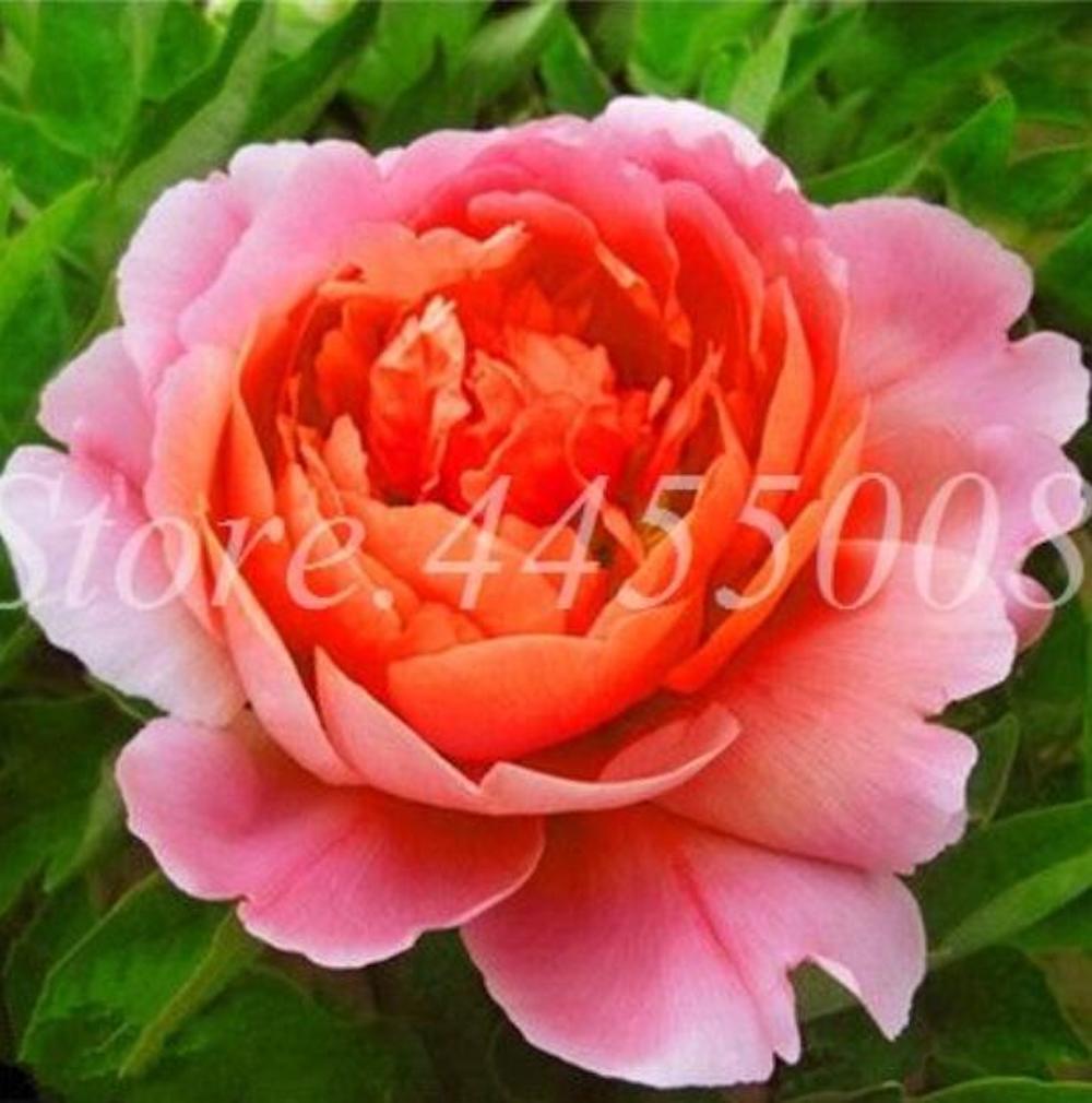 (10) PEONIES SEEDS rare exotic flower bloom home garden USA SELLER W/TRACKING