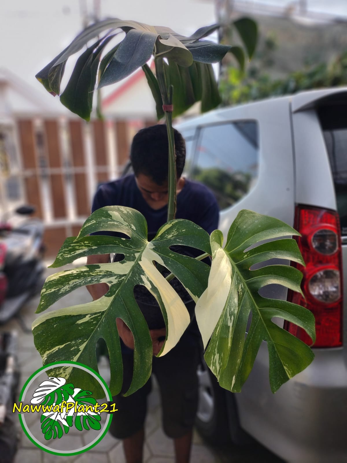 Monstera Jungle Mint Variegated Mature Real Picture Big Size 3 Leaf