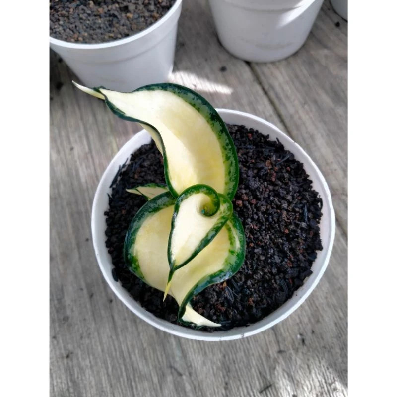Sansevieria Golden Wendys Mutation Rare Unique Snake Exotic Plant PL069