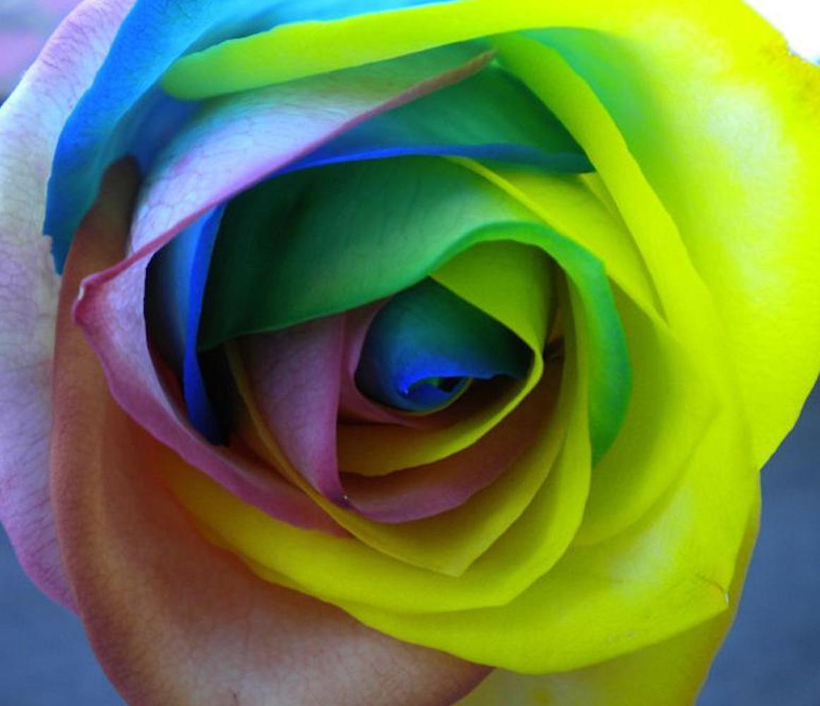 10 RARE RAINBOW ROSE SEEDS perennial hybrid tea flower garden USA SELLER W/TRACK