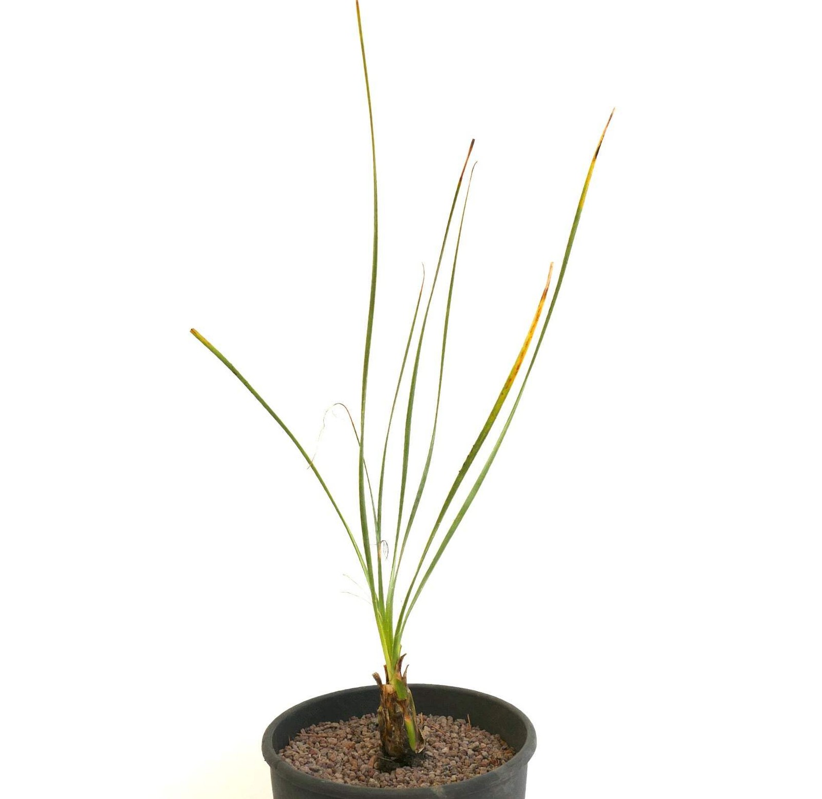 Dasylirion acrotrichum – Green desert spoon | Sotol