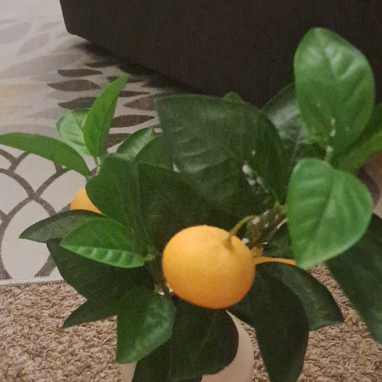 Orange Tree Plastic Flower Decor