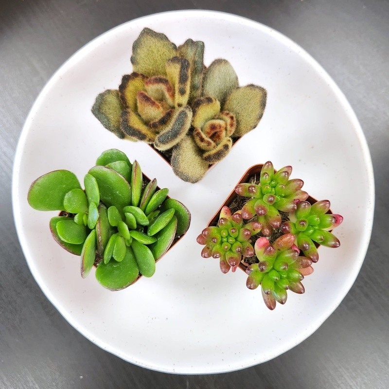 Multicolor Succulent Pack of 6 Live Indoor Plants Easy Care Home Decor New