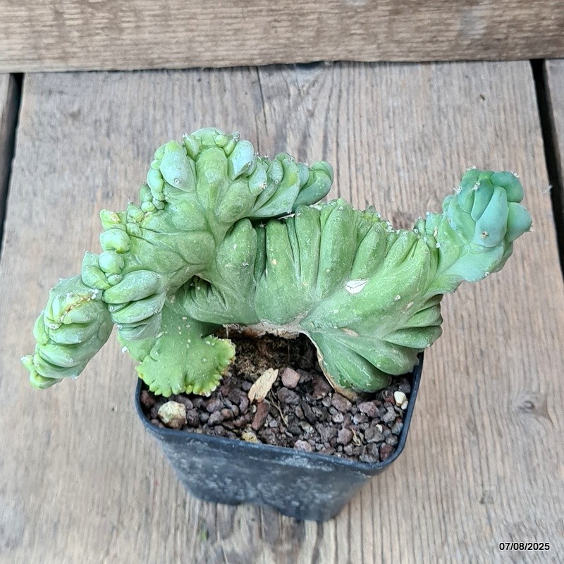 D5750 MYRTILLOCACTUS GEOMETRIZANS CRESTED pot8-H10-W15 cm MaMa Cactus