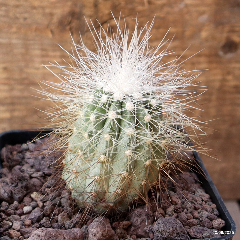 D4787 COPIAPOA KRAINZIANA pot10-H7-W5 cm MaMa Cactus