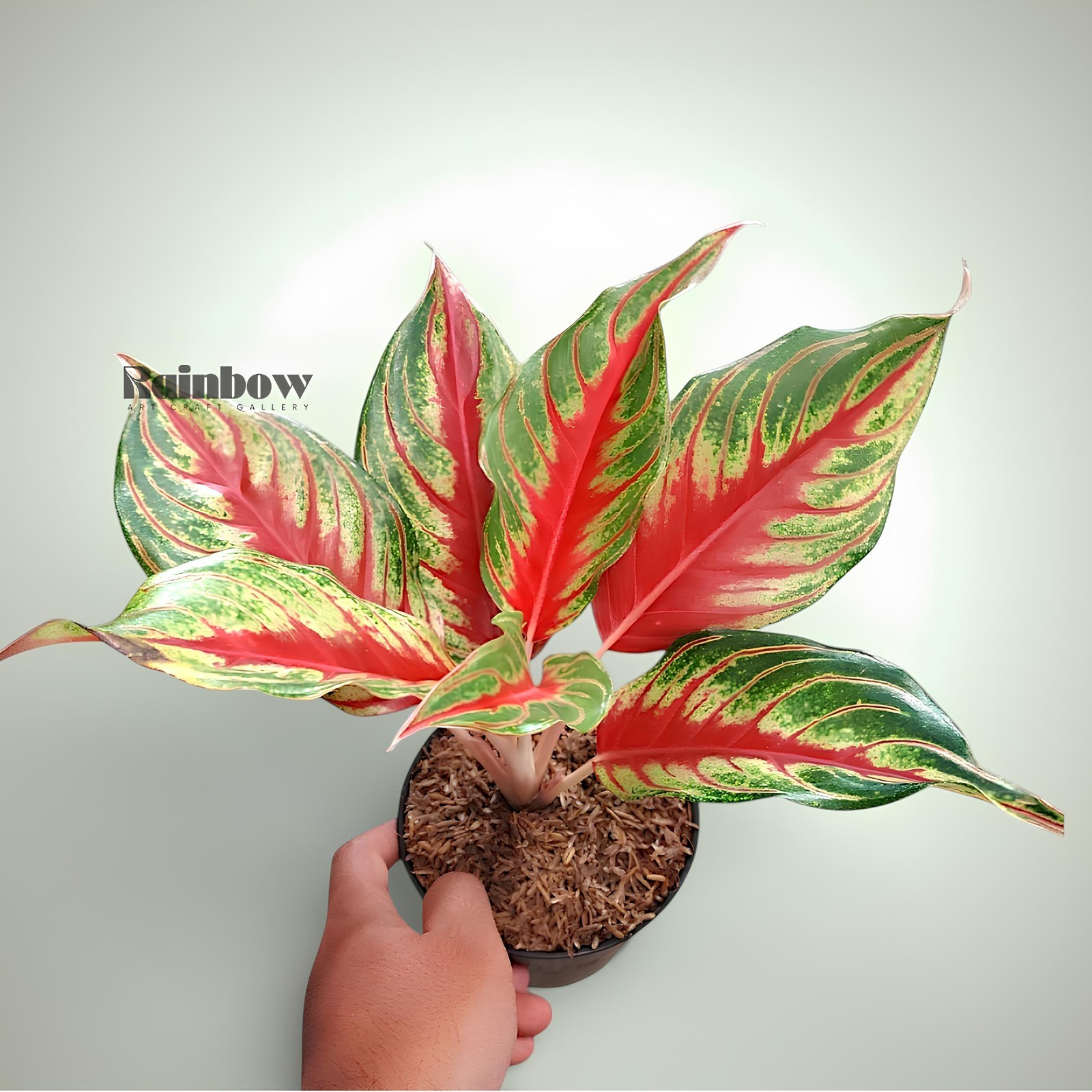 Aglaonema Red Sunset Beatiful Ornamental Plant