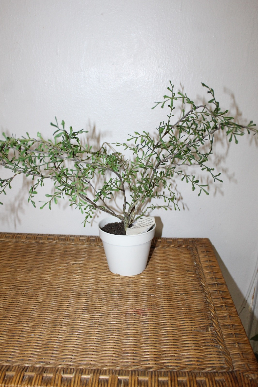 Williams Sonoma Artificial Potted Spiky Fern Plant