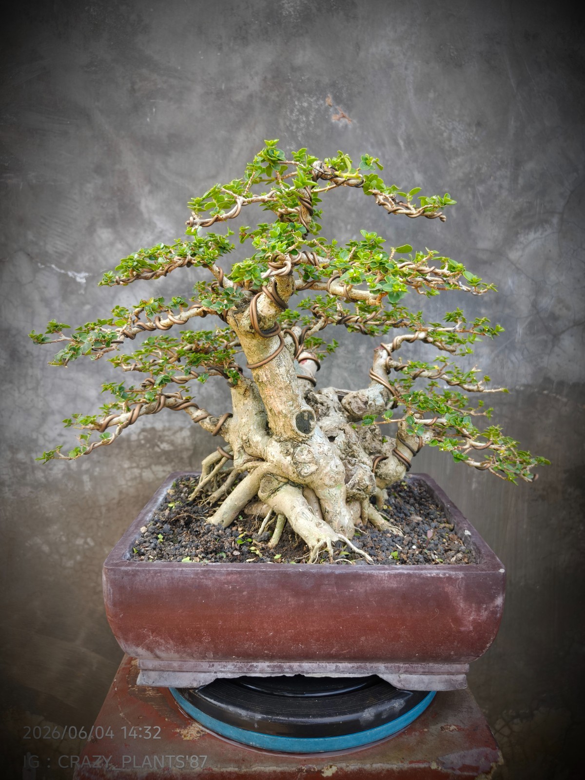 RARE EXCLUSIVE – Premna Microphylla Bonsai Tree – Big Trunk – Medium Size – REAL