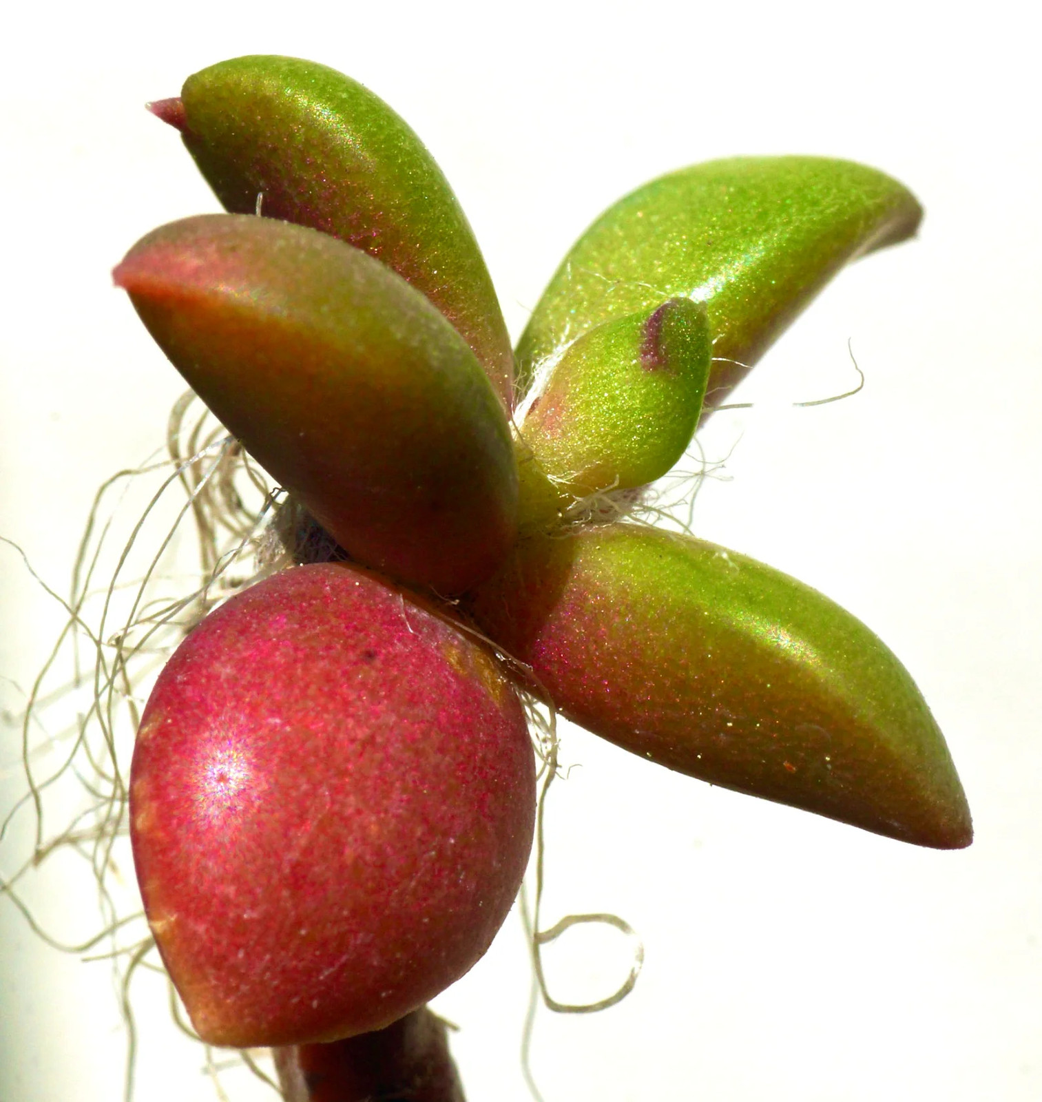 Anacampseros telephiastrum 5-10cm – Sand rose | Sunrise plant
