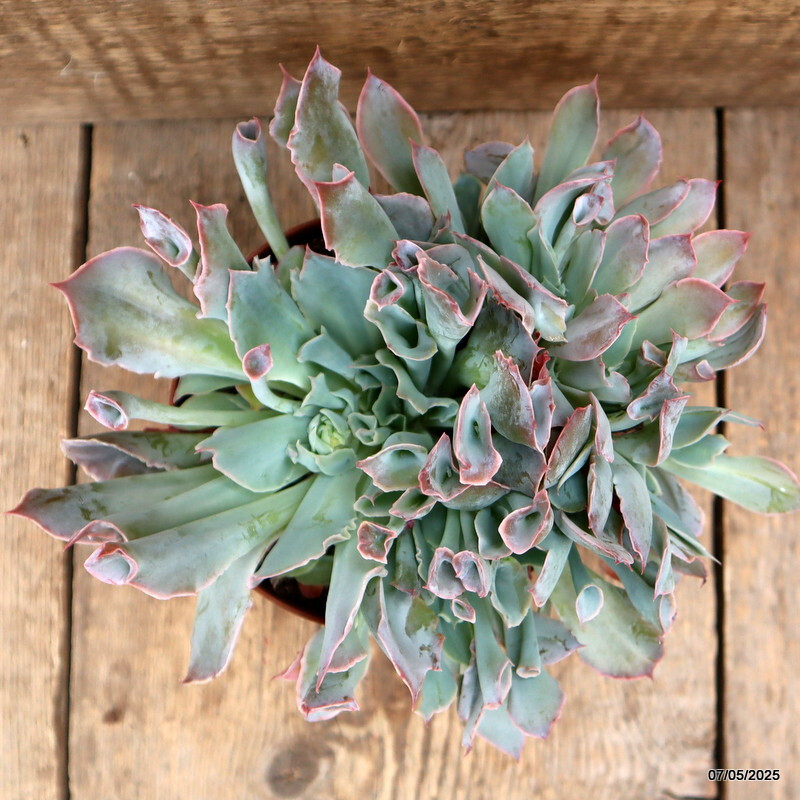 D3951 ECHEVERIA TRUMPET PINKY pot14-H15-W23 cm MaMa Cactus