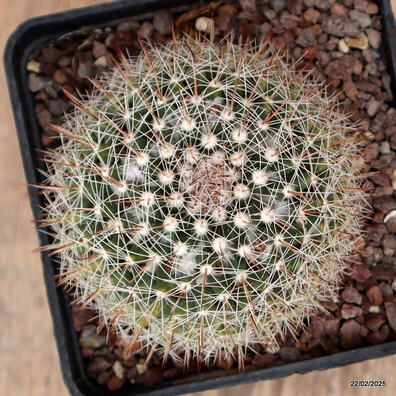 A5858 MAMMILLARIA MYSTAX VARIEGATED pot10-H8-W9 cm MaMa Cactus