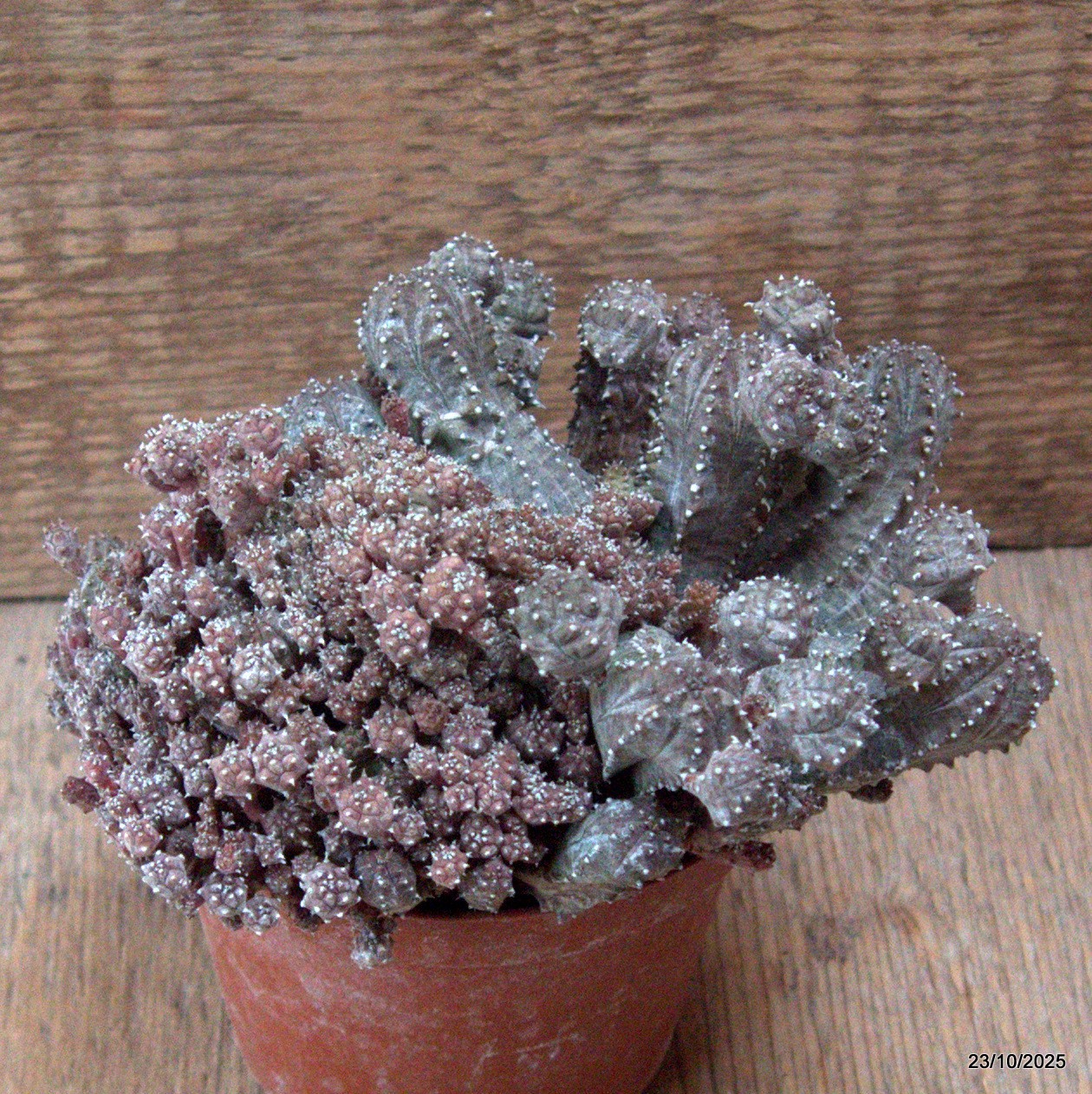 D7133 EUPHORBIA PSEUDOGLOBOSA pot10-H10-W15 cm MaMa Cactus