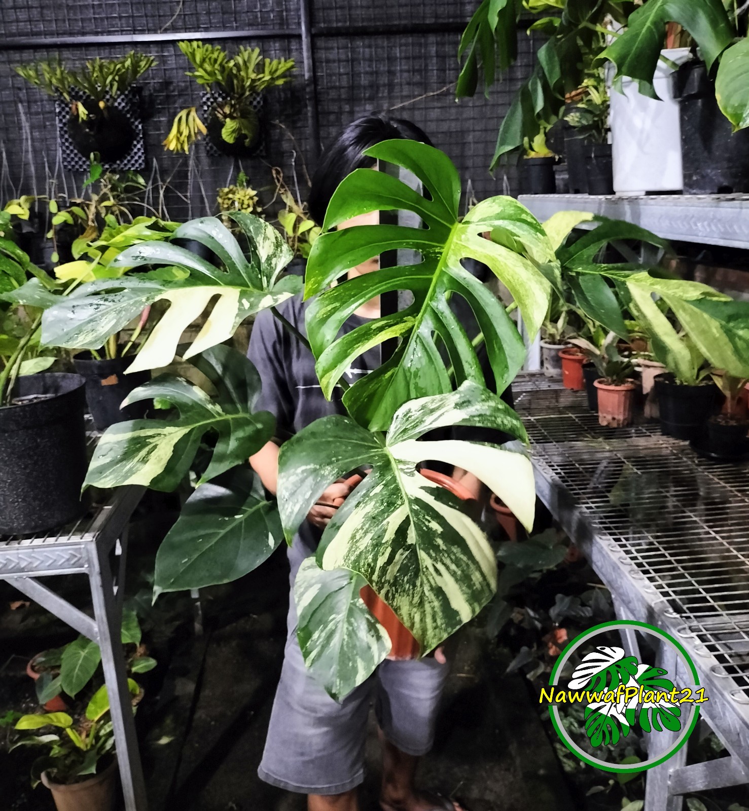 Monstera Jungle Mint Variegated Big Size Mature Real Picture Plant