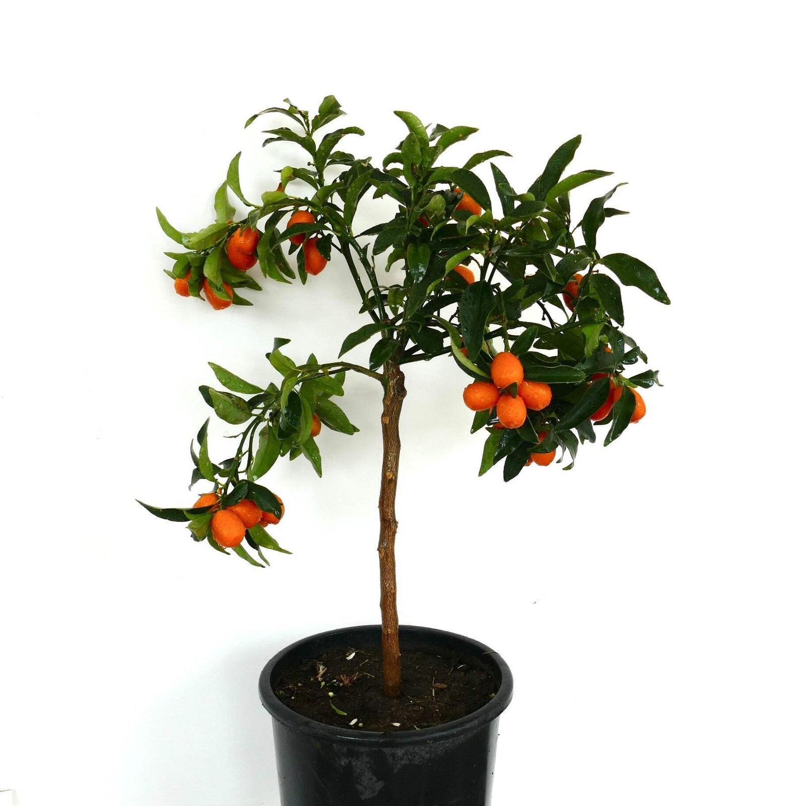 Citrus japonica 65-120cm | Kumquat | Fortunella – Kumquat | Fortunella