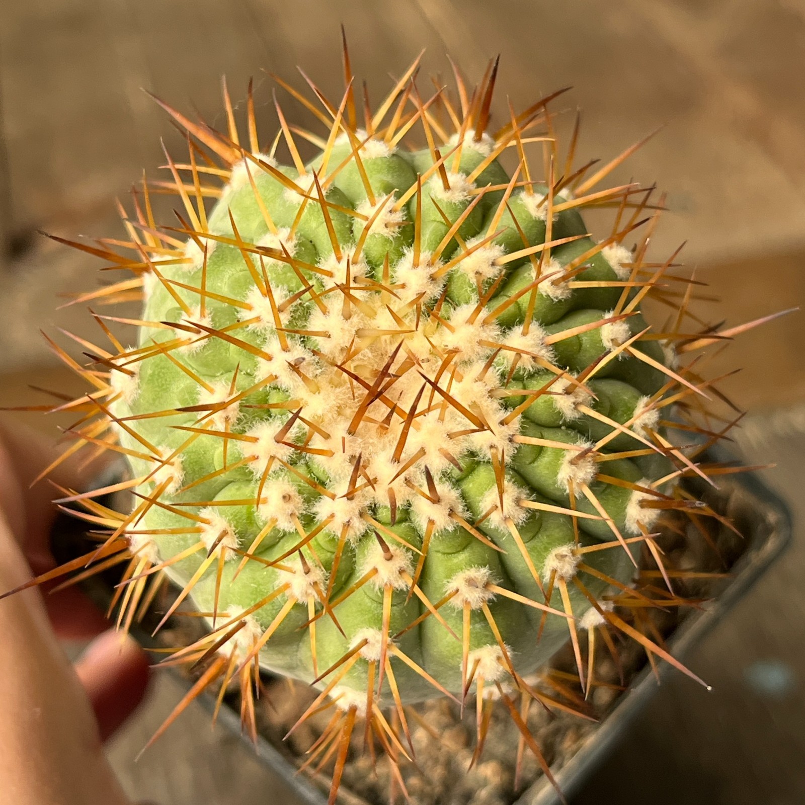 A13-1224 Copiapoa columna-alba, JN1295, Pan de Azucar, 57m, grafted