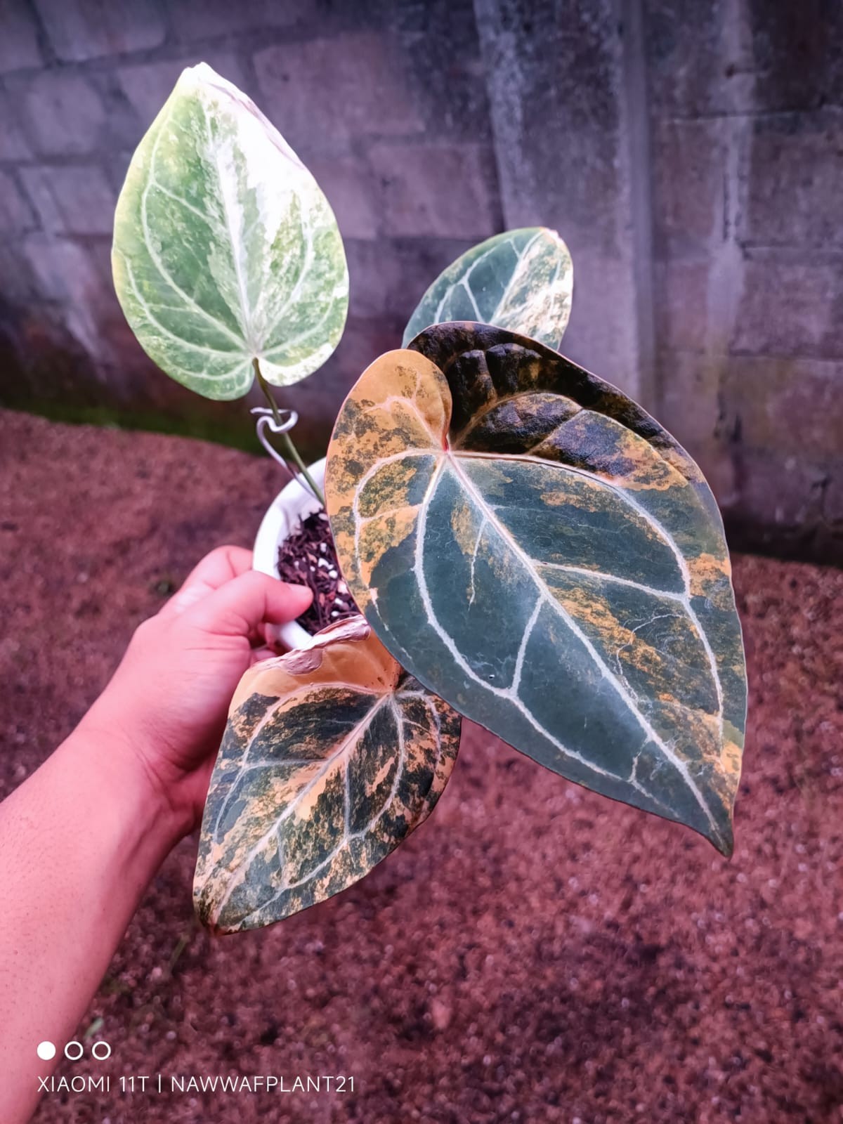 Anthurium Megatron x Anthurium Domino Variegated Real Plant $960